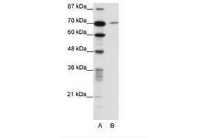 Image no. 1 for anti-LAS1-Like (LAS1L) (AA 544-593) antibody (ABIN202888)