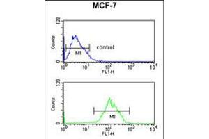 Flow cytometric analysis of MCF-7 cells (bottom histogram) compared to a negative control cell (top histogram). (CBX1 antibody  (C-Term))
