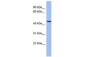 Matrilin 3 antibody used at 1 ug/ml to detect target protein. (Matrilin 3 antibody  (N-Term))