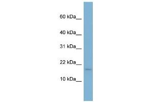 WB Suggested Anti-RPS13 Antibody Titration: 0.