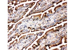 IHC-F testing of BiP antibody and rat intestine tissue (GRP78 antibody  (C-Term))