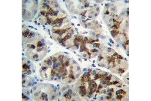 IHC analysis of FFPE human stomach and CTGF antibody (CTGF antibody  (AA 166-193))