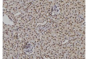 ABIN6276909 at 1/100 staining Mouse kidney tissue by IHC-P. (POLH antibody  (Internal Region))