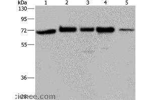 Western blot analysis of A172, Hela and 293T cell, K562 cell and human testis tissue, using AGFG1 Polyclonal Antibody at dilution of 1:727 (AGFG1 antibody)