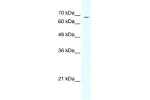 Western Blotting (WB) image for anti-GABA A Receptor delta (GABRD) antibody (ABIN2463742) (GABRD antibody)