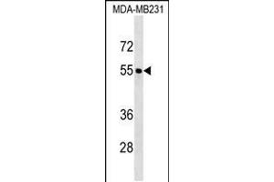 Western blot analysis in MDA-MB231 cell line lysates (35ug/lane). (FOXQ1 antibody  (AA 263-292))