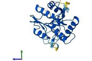 Protein Structure (PS) image for Ovarian Tumor Suppressor Candidate 2 (OVCA2) (AA 1-225) protein (His tag) (ABIN7561081)