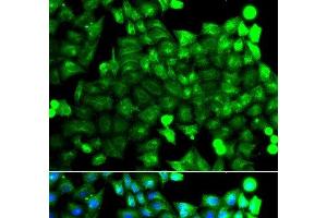 Immunofluorescence analysis of A549 cells using NCALD Polyclonal Antibody (NCALD antibody)