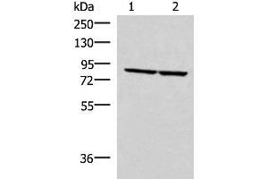 Western blot analysis of PC3 and NIH/3T3 cell lysates using ABLIM3 Polyclonal Antibody at dilution of 1:400 (ABLIM3 antibody)