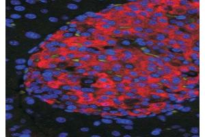 ABIN2560676 (50ug/ml) staining of islets in Mouse Pancreas. (Unc5c antibody  (Internal Region))