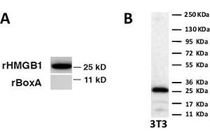 Western Blot on recombinant HM GB1 and Box A. (HMGB1 antibody)