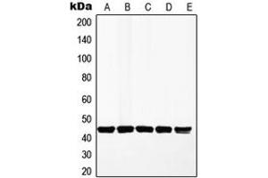 Western blot analysis of MKK1 expression in HeLa (A), A549 (B), MCF7 (C), HepG2 (D), PC12 (E) whole cell lysates.