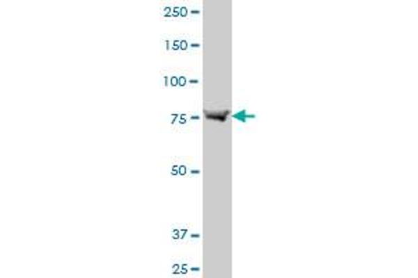 ABCB6 antibody  (AA 743-842)