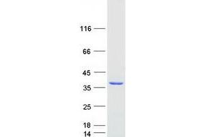 Validation with Western Blot (HAAO Protein (Myc-DYKDDDDK Tag))