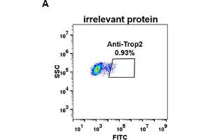 Expi 293 cell line transfected with irrelevant protein (A) and human Trop2 (B) were surface stained with Rabbit anti-Trop2 monoclonal antibody 1 μg/mL (clone: DM74) followed by Alexa 488-conjugated anti-rabbit IgG secondary antibody. (TACSTD2 antibody  (AA 27-274))