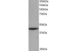 Image no. 2 for anti-Alpha Centractin (ACTR1A) (AA 363-375) antibody (ABIN294628) (ACTR1A antibody  (AA 363-375))