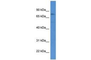 Image no. 1 for anti-Germ Cell Associated 2 (Haspin) (GSG2) (AA 306-355) antibody (ABIN6746851) (GSG2 antibody  (AA 306-355))