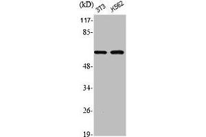 Western Blot analysis of NIH-3T3 K562 cells using Phospho-Akt1 (S246) Polyclonal Antibody (AKT1 antibody  (pSer246))