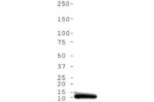 Western Blot of Rabbit Anti-Histone H4 [ac Lys5] Antibody. (Histone H4 antibody  (acLys5))