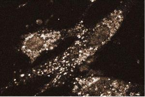 Immunofluorescent staining of WI38 cells. (STX8 antibody  (AA 57-164))