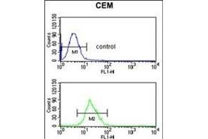 ITGB3 Antibody (C-term) (ABIN652616 and ABIN2842411) flow cytometric analysis of CEM cells (bottom histogram) compared to a negative control cell (top histogram).