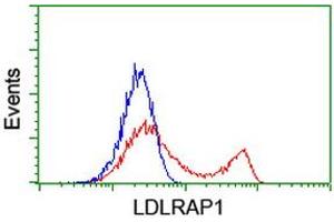 HEK293T cells transfected with either RC206643 overexpress plasmid (Red) or empty vector control plasmid (Blue) were immunostained by anti-LDLRAP1 antibody (ABIN2455230), and then analyzed by flow cytometry. (LDLRAP1 antibody)