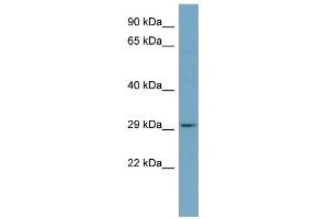 WB Suggested Anti-PAFAH1B2 Antibody Titration: 0. (PAFAH1B2 antibody  (N-Term))