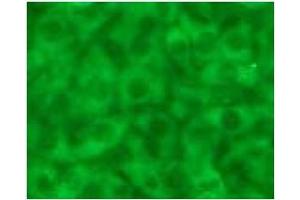 Immunofluorescence (IF) image for anti-Caspase 12 (Gene/pseudogene) (CASP12) (AA 95-318), (N-Term) antibody (ABIN567796) (Caspase 12 antibody  (N-Term))