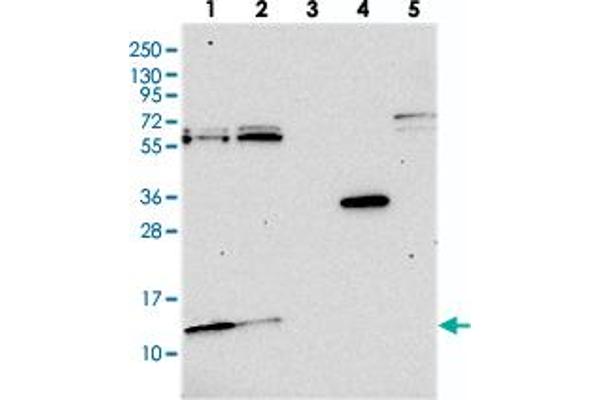 MRP63 anticorps