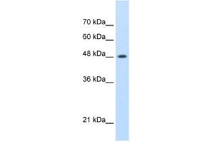 WB Suggested Anti-SMARCE1 Antibody Titration:  0. (SMARCE1 antibody  (N-Term))