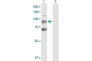 Western Blot analysis of CTAGE6 expression in transfected 293T cell line by CTAGE6 MaxPab polyclonal antibody. (CTAGE6 antibody  (AA 1-732))