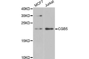 Western blot analysis of extracts of various cell lines, using CGB5 antibody (ABIN5973880) at 1/1000 dilution.