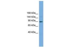 Image no. 1 for anti-Tetratricopeptide Repeat Domain 27 (TTC27) (AA 251-300) antibody (ABIN6745624) (TTC27 antibody  (AA 251-300))