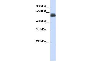 WB Suggested Anti-CEP55 Antibody Titration:  0. (CEP55 antibody  (Middle Region))