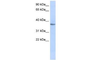 OR10X1 antibody used at 1 ug/ml to detect target protein. (OR10X1 antibody  (Middle Region))