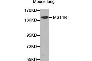 Western blot analysis of extracts of mouse lung, using MST1R antibody (ABIN5970218). (MST1R antibody)