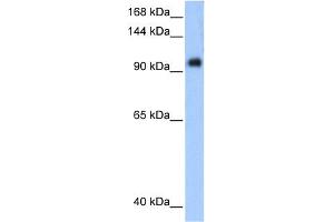 WB Suggested Anti-PPP1R13L Antibody Titration:  0. (PPP1R13L antibody  (Middle Region))