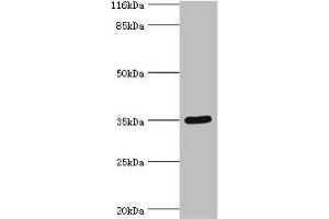 Western blot All lanes: SULT1B1 antibody at 24 μg/mL + Mouse small intestine tissue Secondary Goat polyclonal to rabbit IgG at 1/10000 dilution Predicted band size: 35 kDa Observed band size: 35 kDa (SULT1B1 antibody  (AA 1-271))