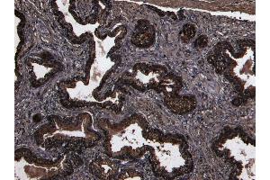 (ABIN190769) (8 μg/mL) staining of paraffin embedded Human Prostate. (DPP4 antibody  (Internal Region))