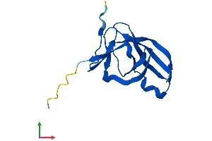 Protein Structure (PS) image for Yippee-Like 5 (YPEL5) (AA 1-121) protein (His tag) (ABIN7545514)