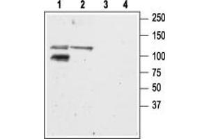 Western blot analysis of mouse (lanes 1 and 3) and rat (lanes 2 and 4) brain membranes: - 1,2. (GRIK2 antibody  (C-Term, Intracellular))