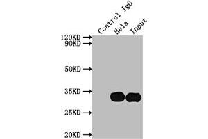 Immunoprecipitating LGALS3 in Hela whole cell lysate Lane 1: Rabbit control IgG instead of ABIN7127508 in Hela whole cell lysate. (Recombinant Galectin 3 antibody)