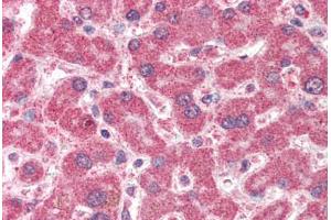 Human Liver (formalin-fixed, paraffin-embedded) stained with IFT74 antibody ABIN337022 at 5 ug/ml followed by biotinylated anti-goat IgG secondary antibody ABIN481715, alkaline phosphatase-streptavidin and chromogen. (IFT74 antibody  (AA 588-600))