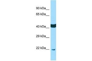 WB Suggested Anti-SCAMP4 Antibody Titration: 1. (SCAMP4 antibody  (N-Term))