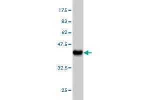 Western Blot detection against Immunogen (37. (VARS antibody  (AA 994-1102))