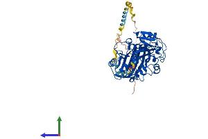 AlphaFold protein structure predicition of Mouse Recombinant Gapdhs Protein, UniprotID Q64467