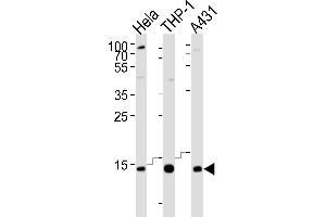 Western blot analysis of lysates from Hela, THP-1, A431 cell line (from left to right), using VP8 Antibody (N-term) 8440a. (VAMP8 antibody  (N-Term))