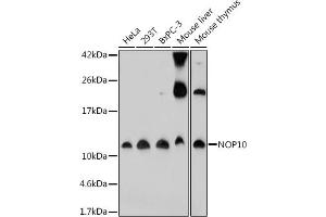 Western blot analysis of extracts of various cell lines, using NOP10 antibody (ABIN7268954) at 1:1000 dilution. (Nop10 antibody)