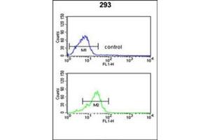 Flow cytometric analysis of 293 cells using PPP3R2 / CBLP Antibody (N-term) Cat.