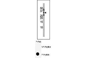 Image no. 1 for anti-Cyclin-Dependent Kinase 1 (CDK1) (pSer39) antibody (ABIN358104) (CDK1 antibody  (pSer39))